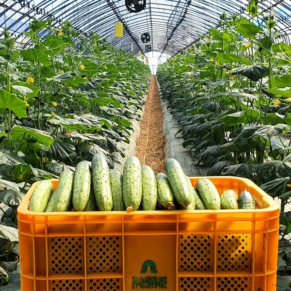 산지식송 신선한 수분가득 백다다기 오이 2kg 5kg 7kg, 1box, 상 2kg