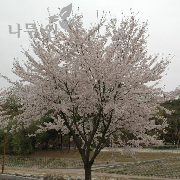 [나무인] 왕벚나무개화주 분뜨기 지름4cm~ 택배불가