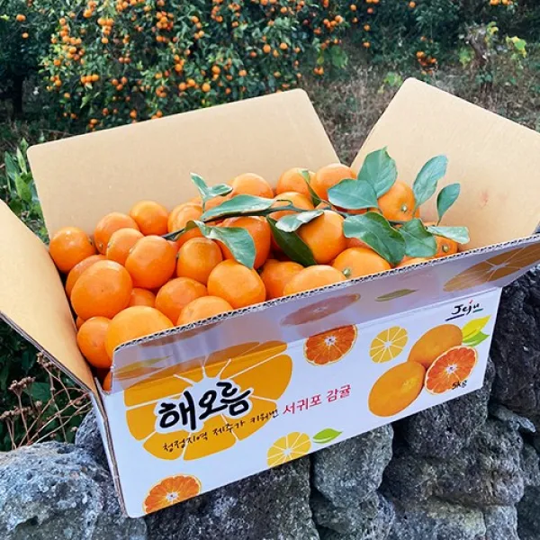  조은 해오름 서귀포 고당도 노지감귤 선물용 최상품 조생 귤 5kg 10kg 농장직송 5kg / 대과 / 1박스