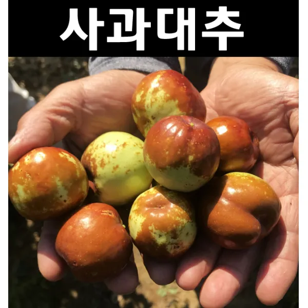 순수농원 대추(사과대추) 접목1년 포트 나무 묘목 과실수