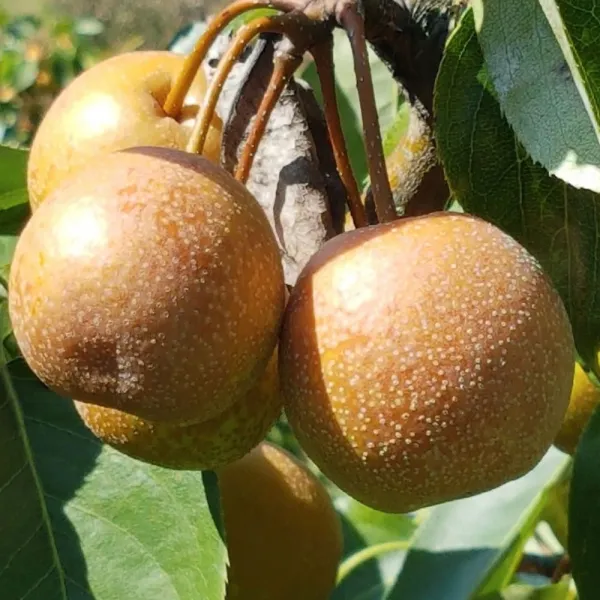 광양 토종 햇 산돌배 돌배 5kg 10kg, 1박스