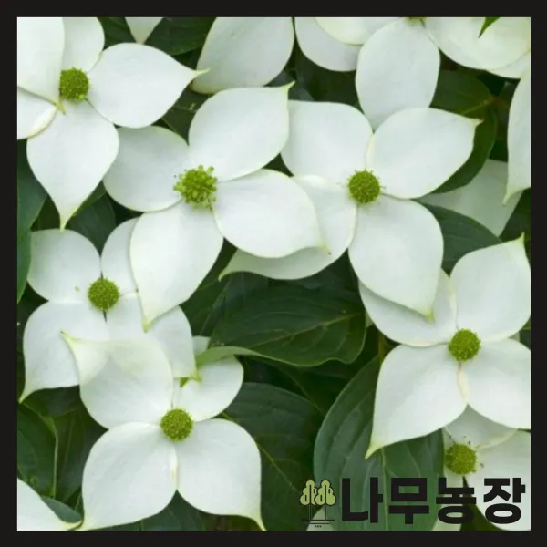 (나무농장) (평일당일발송) 산딸나무 키 150cm내외 묘목 ( 2주묶음 )