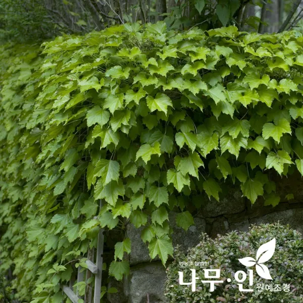 [나무인] 아이비 송악 포트묘 10그루