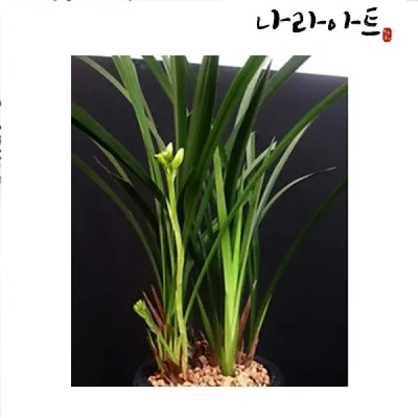 나라아트 철골소심(6-7촉) 동양란 풍란 난