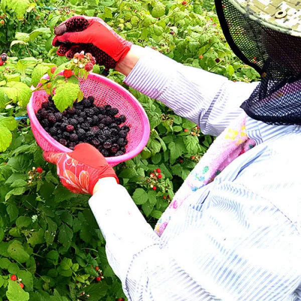 2020고창 복분자 토종복분자 최상품 1box 10kg