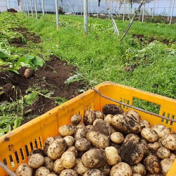 감성먹거리 무농약 감자 5kg 제주 구좌, 1박스, 무농약 감자 5kg (상)