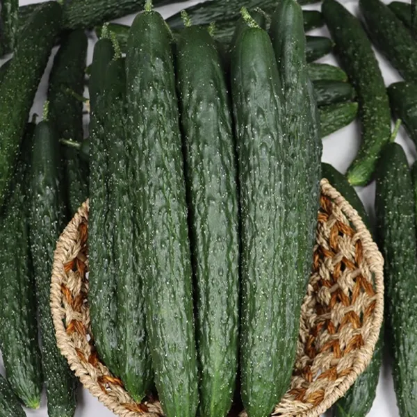 강원도 양구 청오이 10kg (중상 특상) 가시오이 가을오이 고랭지재배 산지직송