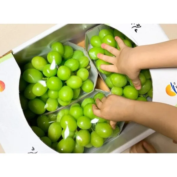 [해오름농산] 산지직송 특등품 김천샤인머스켓 2kg [3~4송이] 고당도 프리미엄 샤인머스켓