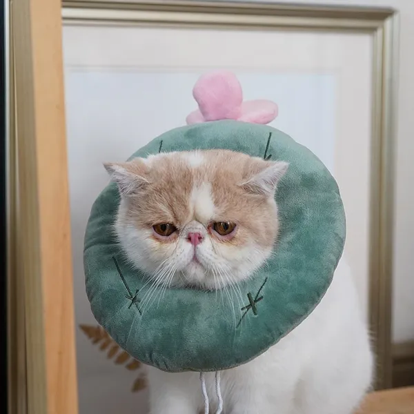 고양이 치욕 튜브 엘리자 화이트 권고양이 소프트 천목걸이 목토시 방지 핥다 불임 뒤용품 큐트 넥 워머 신축 끈타입 선인장 L적합 713근