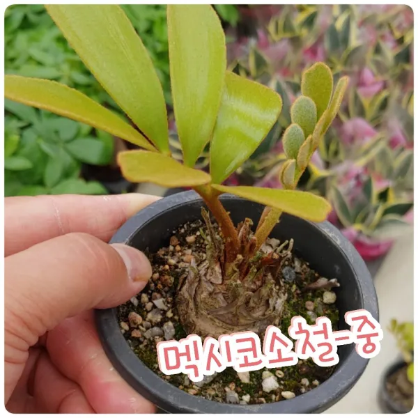 꽃나라엘리스 멕시코소철-중-당신은 아름답습니다