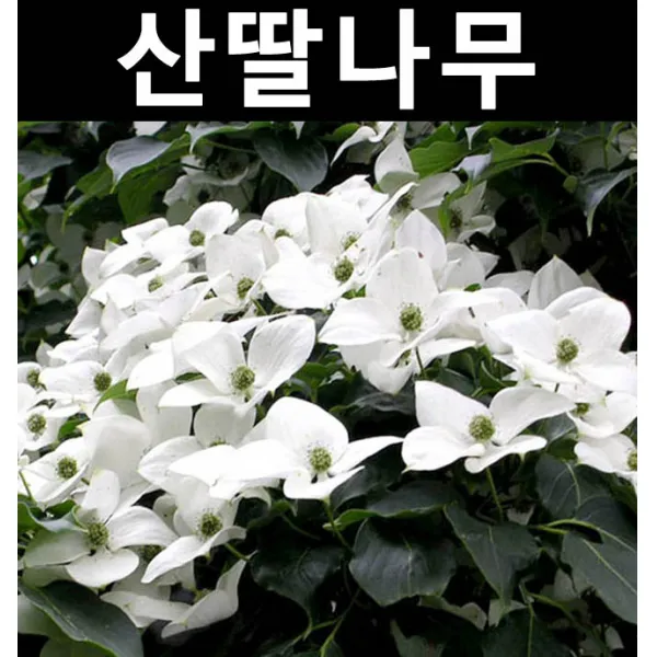 순수농원 산딸나무 R3cm(분) 나무 묘목 활엽수 정원용