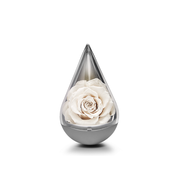 ROSEONLY 로즈 12 별자스 물방울 형영생 장미꽃 예의범절 일례 사물, 물방울 형 -게자리