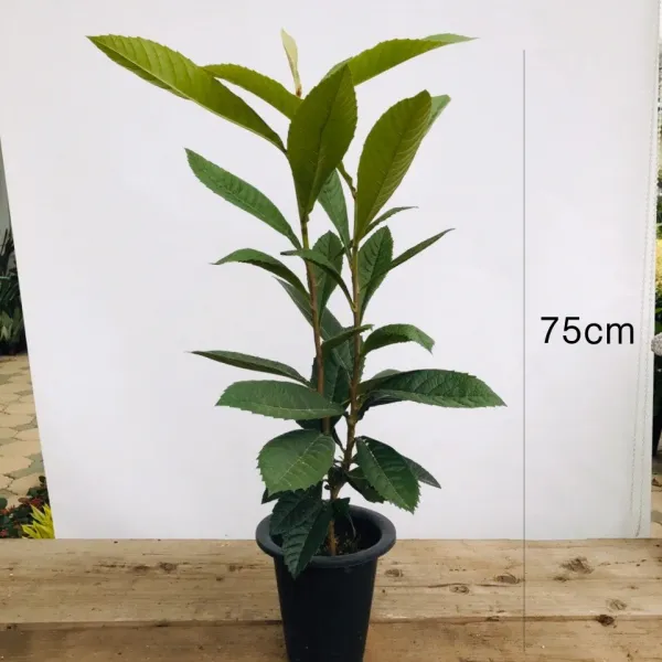 청년농부 만병에 좋은 비파나무