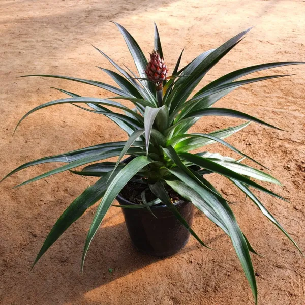  과수 미니파인애플 결실주 화분 묘목 열매맺는 파인애플나무