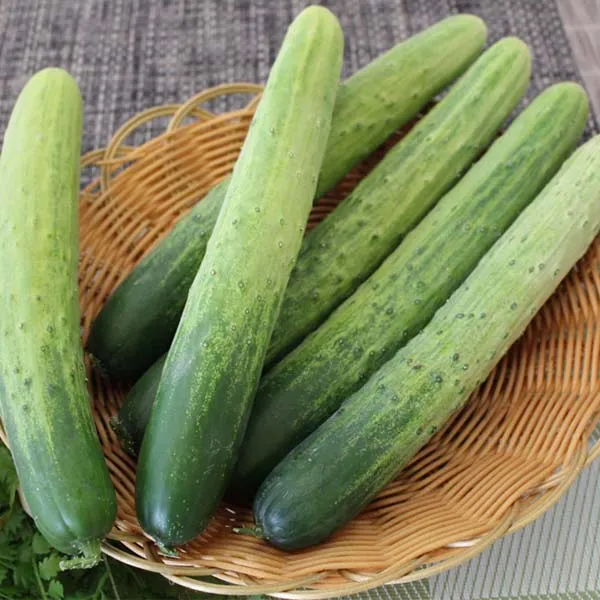 백오이(상) 백다다기 10kg 1박스 자연대로팜웨이, 백오이(상)10kg 1박스