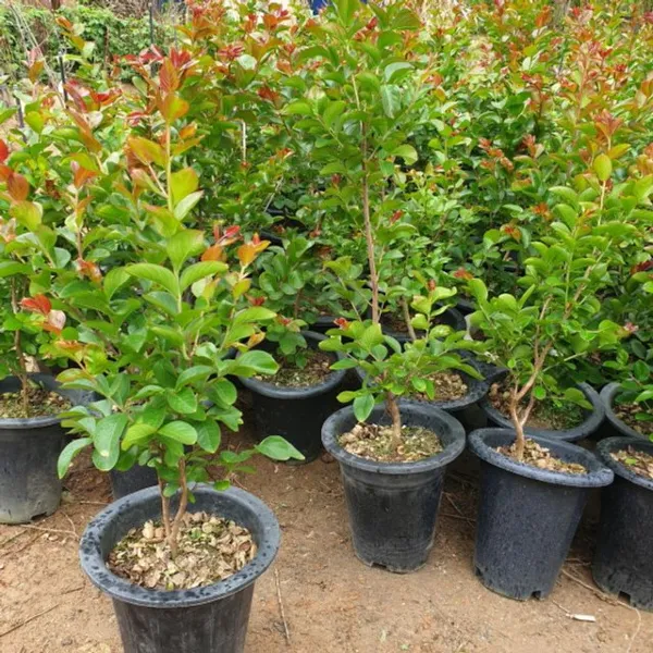 백일홍(다이너마이트) 3년생 개화주 (키80센티), 신박장터쿠팡 본상품선택