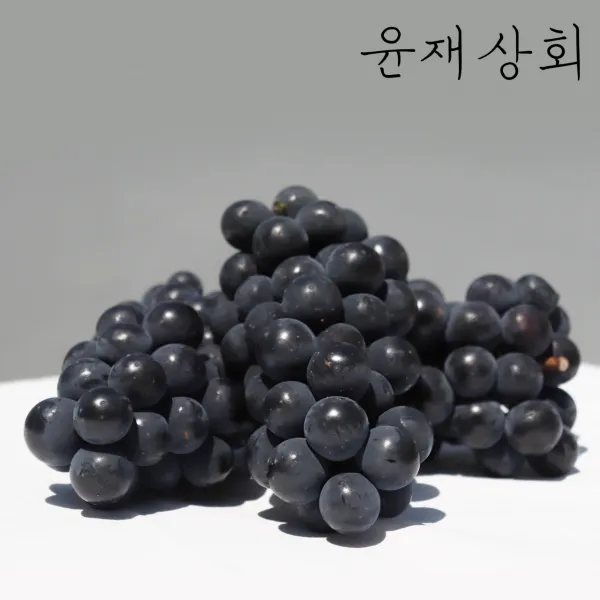 당도선별 캠벨포도 1kg 3kg (대부도 송산 영동 상주 모동)
