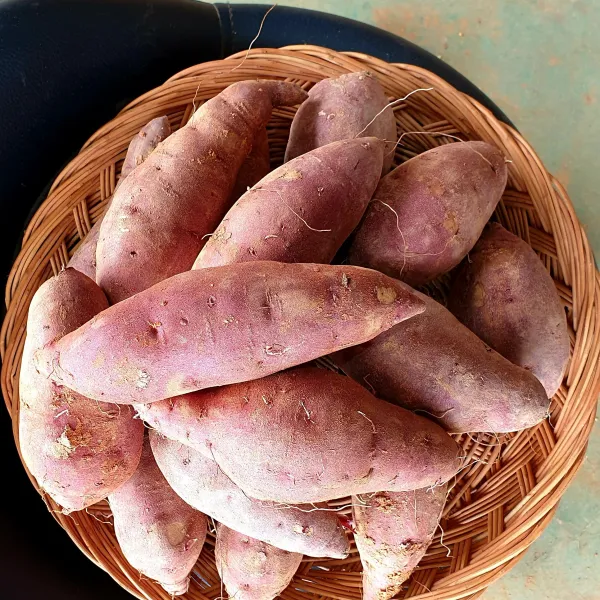 해남다애네농장 산지직송 꿀고구마, 1box, 5kg특상(120g~300g)