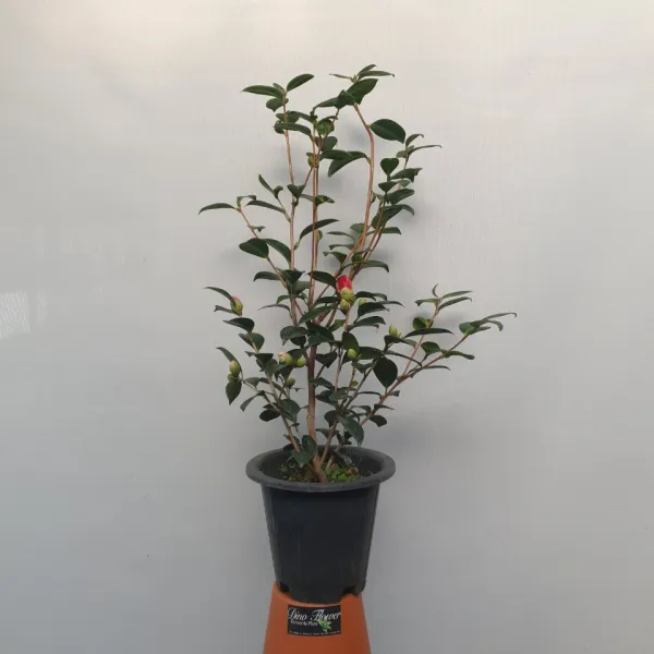 대륜동백나무 중대품 50~80cm 219