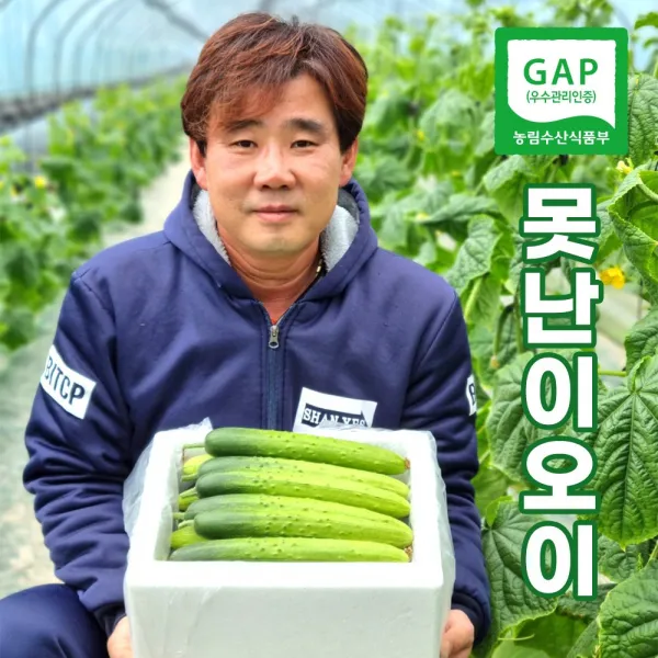양주 바른농원 [인삼먹인] 가을 못난이 오이 2kg (10개입) 4kg (20개입) 10kg (50개입) 수분~가득 아삭하고 맛있는 가을 못난이 오이 (오이지용. 소박이용)