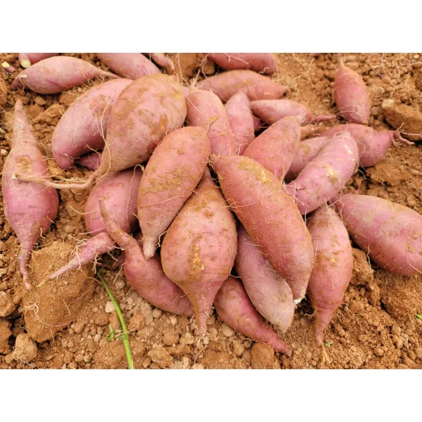 해남다애네농장 산지직송 꿀고구마, 1box, 3kg특상(120g~300g)