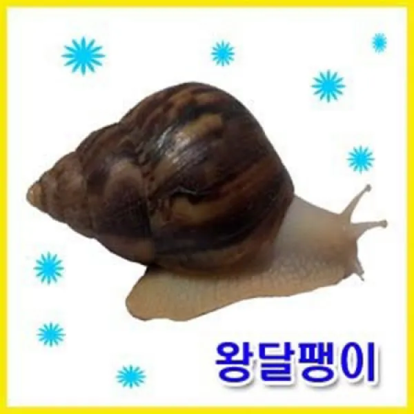 [멸치쇼핑][애니몰파크]왕달팽이풀세트(왕달팽이2마리+달팽이사육장+달팽이매트+습도조절물그릇+달팽이사료풀세트)/황금달팽이/왕달팽이/달팽이/애완달팽이, 상세페이지 참조