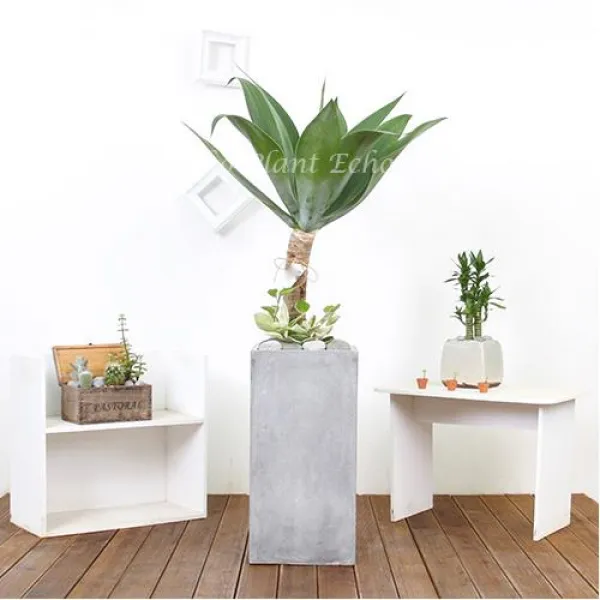 에코플랜트 대형화분 개업화분 거실인테리어화분 지방배송불가 서울 경기 인천 당일배송<인천중구 강화 가평제외 1개 22. 아가베아테누아타 갈색