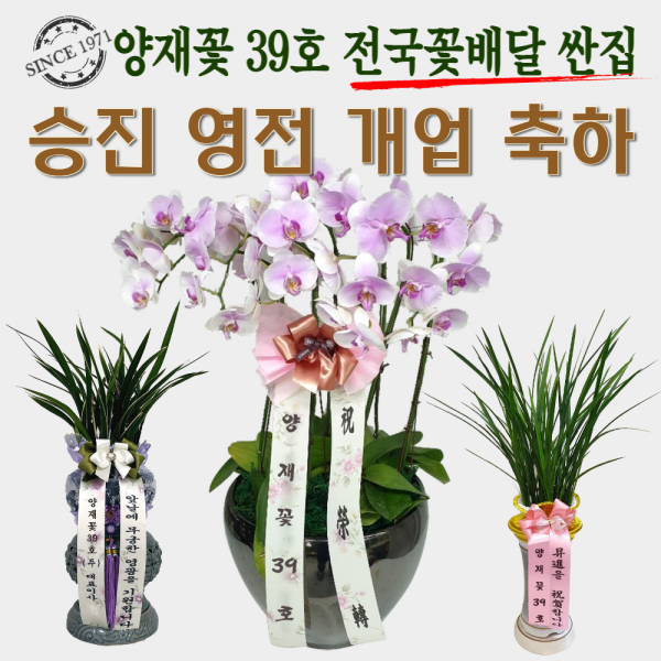양재꽃39호 승진난 영전 개업축하 동양란 서양란 동양난 서양난 분재 숯부작 인사이동 스승이날 개업선물 전국당일꽃배달싼곳, 03 금침(도시지역 한정)
