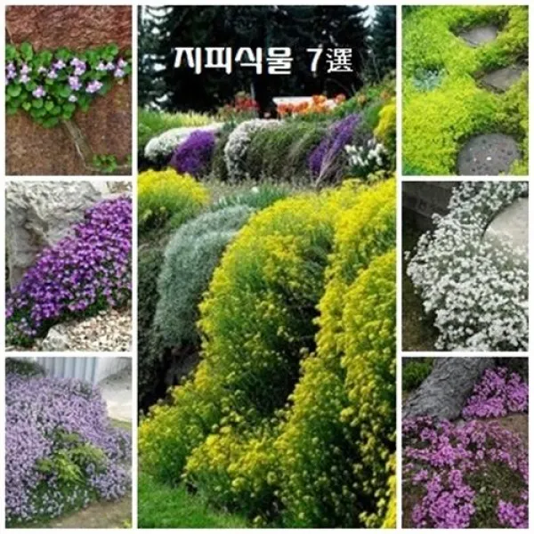 잘 퍼지고 꽃 오래가는 지피식물 7선