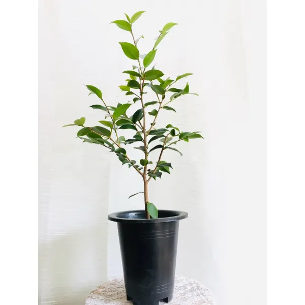 서향동백나무 대품 60~90cm 299