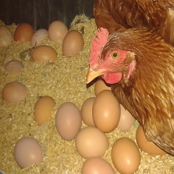 가리실 태양란 난각번호1번 24시간365일 자연방사유정란 30구 1세트 초생란 처음낳은 알 1개월: 42~52g 30구