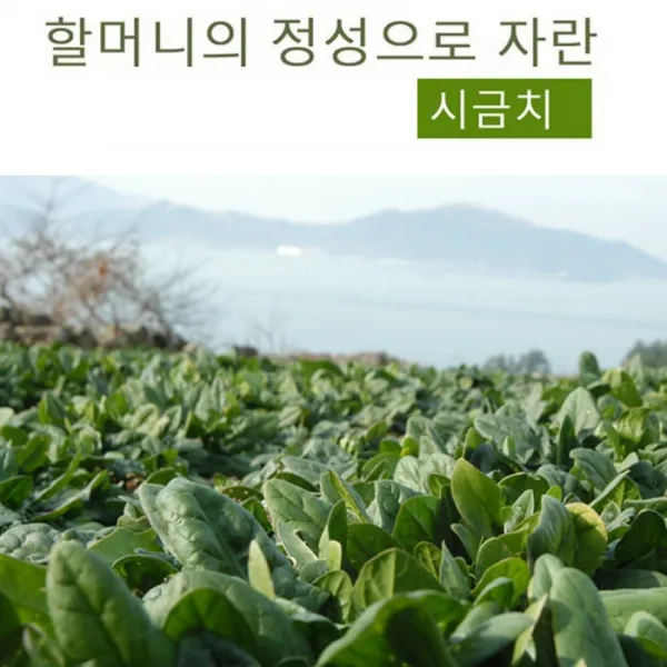 남해보물섬 뽀빠이 시금치 1kg(특상), 주문후2-3일출고, 1kg