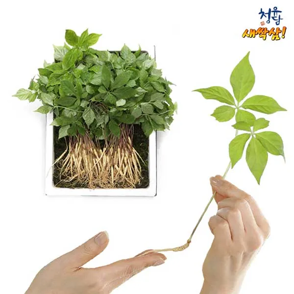 국내산 청유담 새싹삼 통째로먹는삼 새싹채소 뿌리삼, 02.청유담 새싹삼 130뿌리