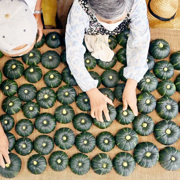 (특품) 제주 미니 밤호박 미니 단호박 보우짱 달콤한 제주 미니단호박, 특품 미니 단호박 2kg 내외