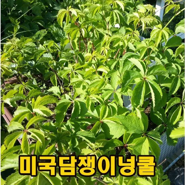 미국담쟁이넝쿨 삽목재배 1년생 10주 묶음