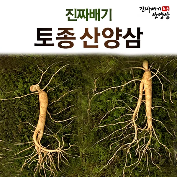 진짜배기 토종 산양삼 산양산삼 산삼 장뇌삼 2뿌리, 진짜배기 토종 산양삼 2뿌리