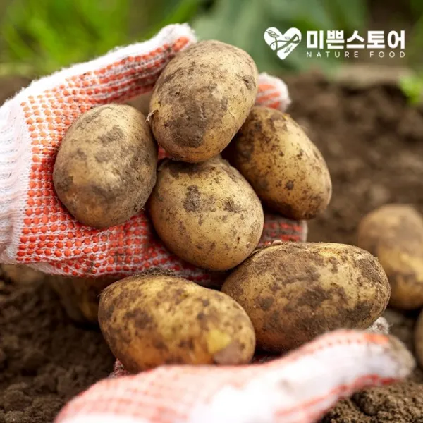 미쁜스토어 포실포실한 2020년 햇 감자 3kg 5kg 10kg 20kg, 1개, 감자 5kg 중(통구이용)