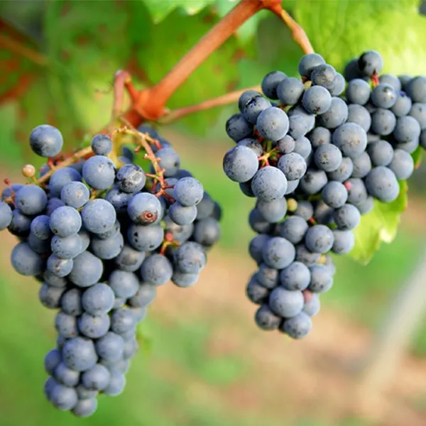 달콤한 국내산 포도 2kg내외 6수내외 1개