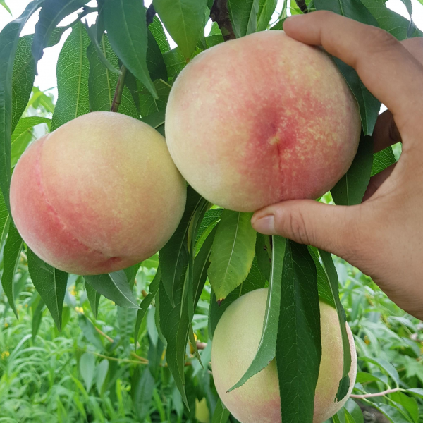 딱딱복숭아 딱딱이복숭아 딱복 딱복숭아 1.5kg 2kg