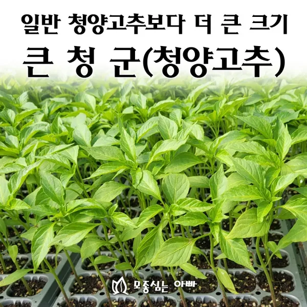 [모종심는아빠] 청양고추보다 더 큰과의 큰청양고추