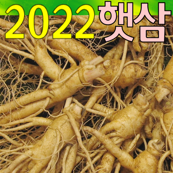 금산인삼아줌마 (2호)6년난발삼 500g 산지에서 발송 가정용 수삼, 1개, 6년난발삼(2호) 500g