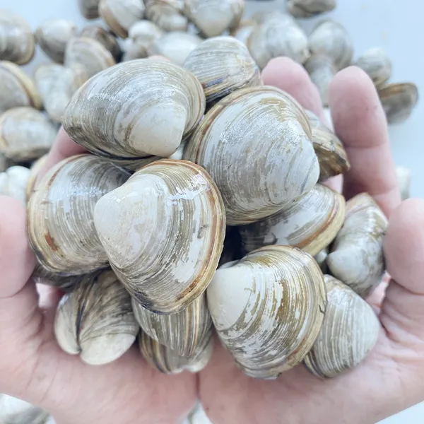 수산물일번가 동죽 물총조개 국내산 서해안 자연산 활동죽 산지직송 1kg 3kg 5kg 1개 동죽1kg