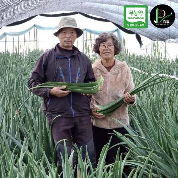 무농약 식용 생 잎 알로에 베라 거제피네농장 2kg 3kg 5kg 10kg 면역력 먹는 생알로에, 10kg