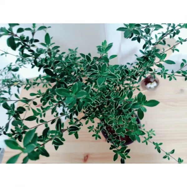 백정화(단정화)