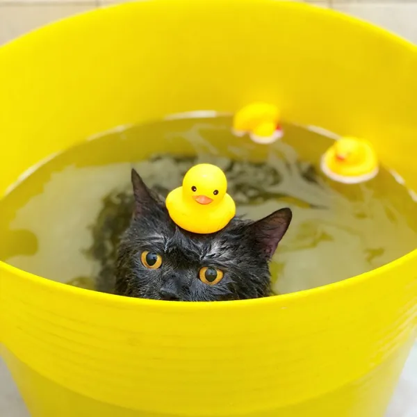 라지 금모 목욕 테디 변목 엘로우