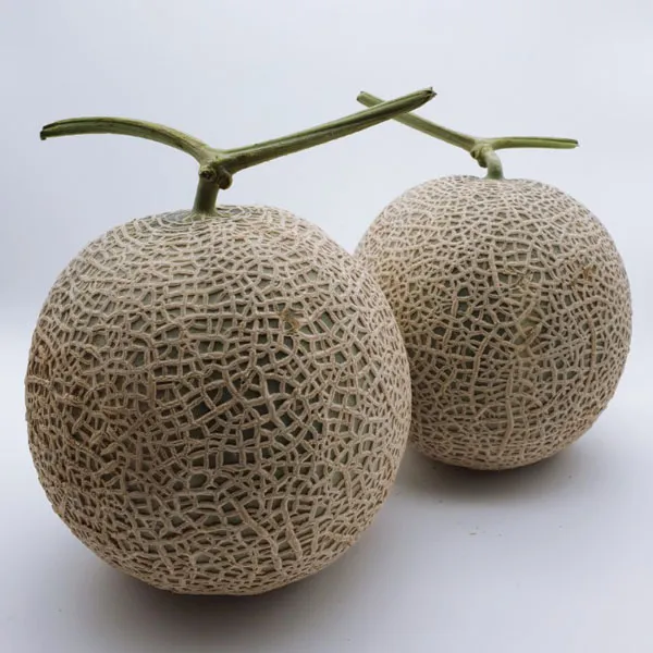 프리미엄 고당도 얼스머스크메론, 1box, [01] 얼스머스크메론 대과 1수(1.5kg 내외)