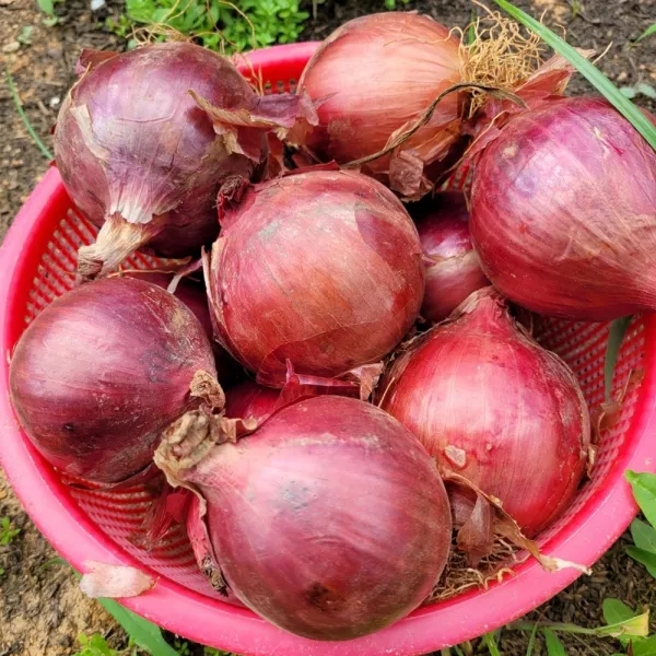 21년산 무안 자색 양파3kg/5Kg/10Kg 혼합 오늘출발, 01.자색양파5Kg 혼합(자색사이즈 구분없이)