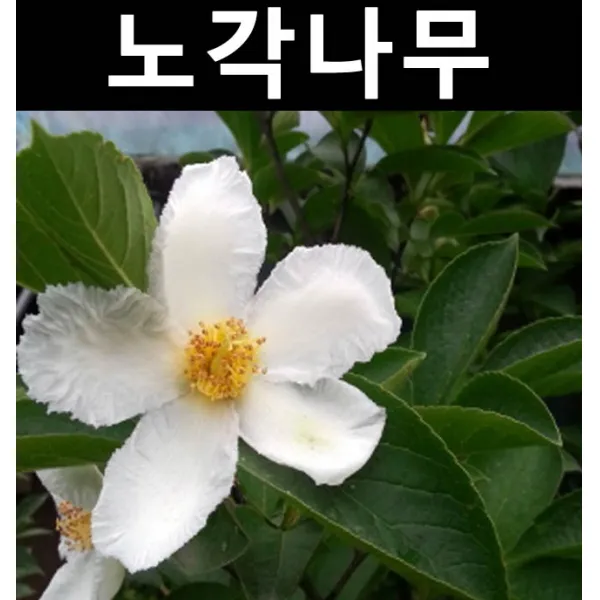 순수농원 노각 R5cm(분) 나무 묘목 활엽수 정원용