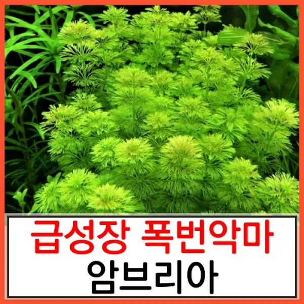 수초하우스) 암브리아(급성장종), 15촉