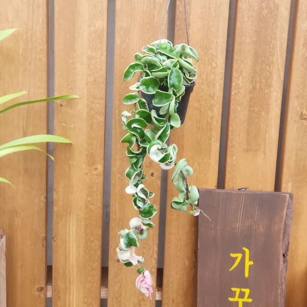 가꾸다 무늬리본호야 꼬불이호야 무늬종 공기정화식물 행잉플랜트 공중식물
